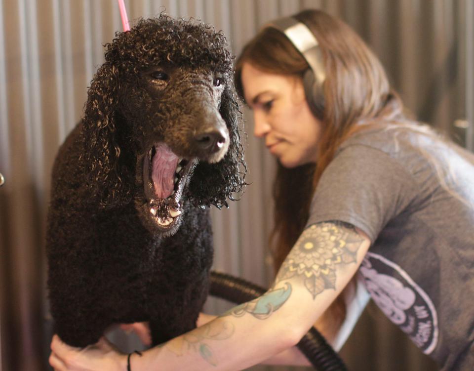 Max, a standard poodle, yawns as Punky Pets’ Ashley Moore blow dries him off, Friday, April 7, 2023, in Sheboygan, Wis.