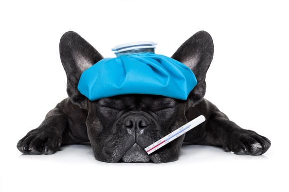 Terrier pup with a hot water bottle on its head and a thermometer in its mouth