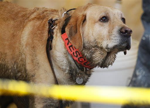 Rescue dog Nexus, muddy from working onsite, waits to be decontaminated via hose at the west side of the mudslide on Highway 530 near mile marker 37 in Arlington, Wash., on Sunday, March 30, 2014. Periods of rain and wind have hampered efforts the past two days, with some rain showers continuing today. Last night, the confirmed fatalities list was updated to 18, with the number of those missing falling from 90 to 30. (AP Photo/Rick Wilking, Pool)