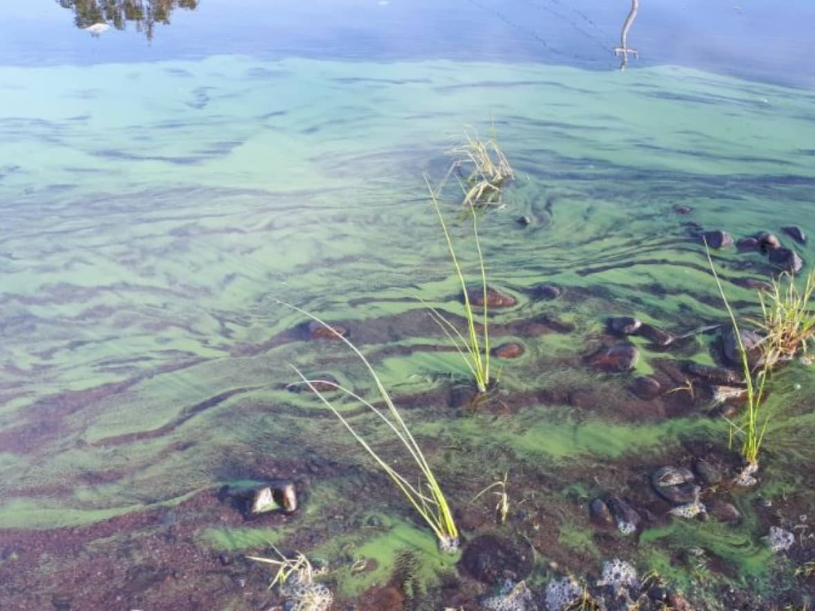 A medium-density bloom of blue-green algae in Nova Scotia, near the shoreline of a lake. (N.S. Department of Environment and Climate Change - image credit)