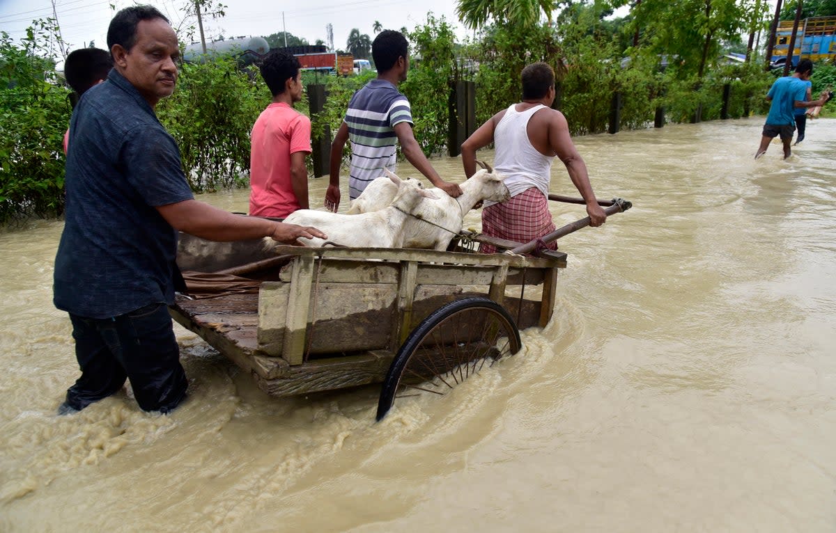 Flood-affected people transport cattle in Nalbari district in the northeastern Indian state of Assam (AP)