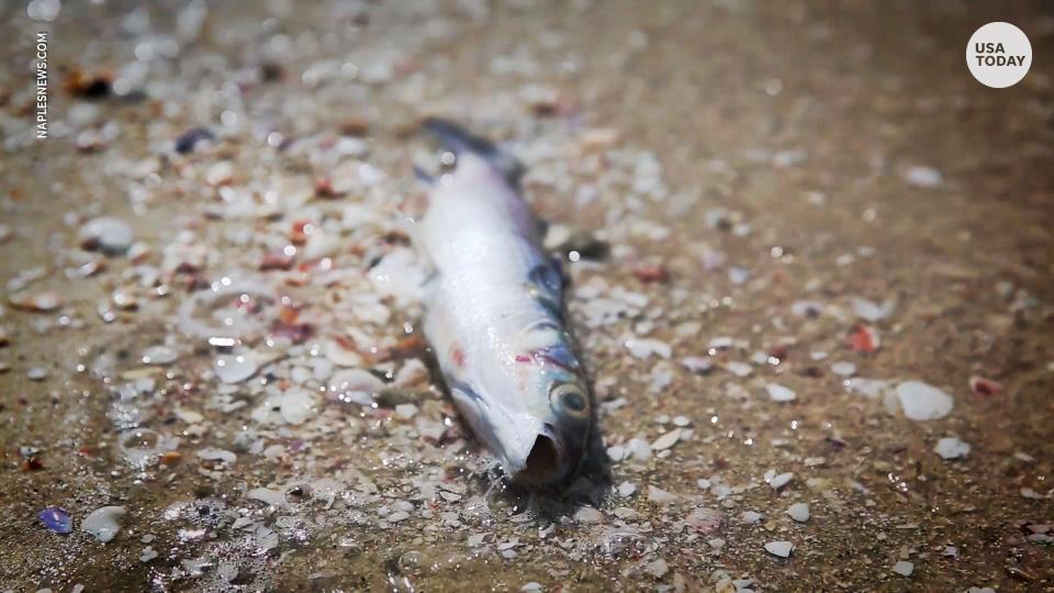 'Red tide' toxic algae bloom kills sea life and costs Florida millions