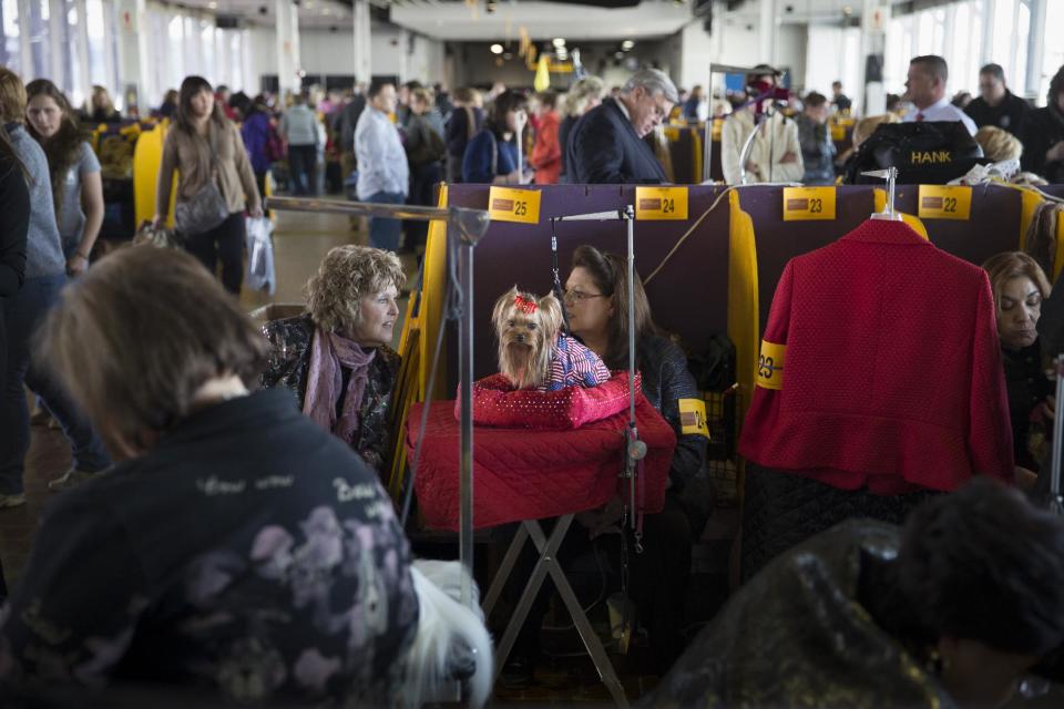 Jerry, a Yorkshire terrier, sits on a cushion in the benching area of Pier 92 during the Westminster Kennel Club dog show, Monday, Feb. 10, 2014, in New York. (AP Photo/John Minchillo)