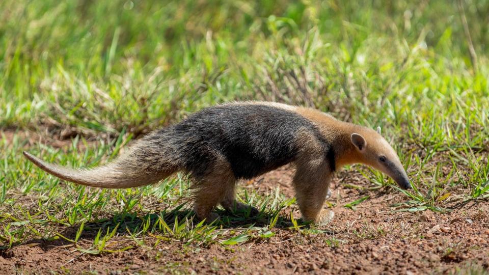 Mandatory Credit: Photo by Matthias Graben/imageBROKER/Shutterstock (9394321a)Southern tamandua or collared anteater (Tamandua tetradactyla), Pantanal, Mato Grosso do Sul, BrazilVARIOUS.