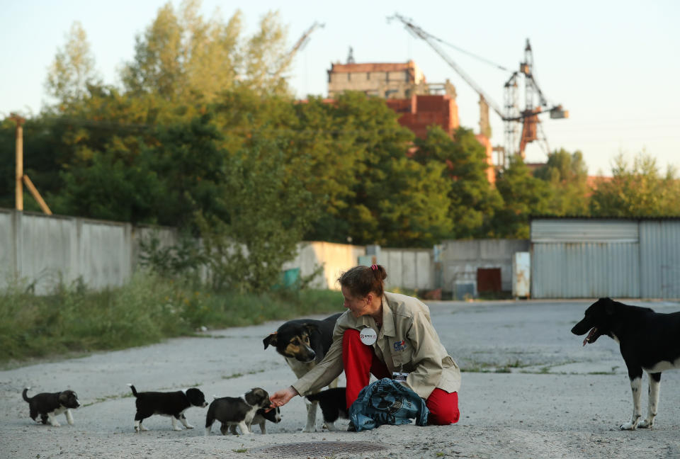 Marie-Louise Chenery, who is from San Diego, California, and is a volunteer with the Dogs of Chernobyl initiative, tends to stray puppies near the Chernobyl nuclear power plant as the abandoned construction site of reactors five and six stands behind on August 17, 2017.