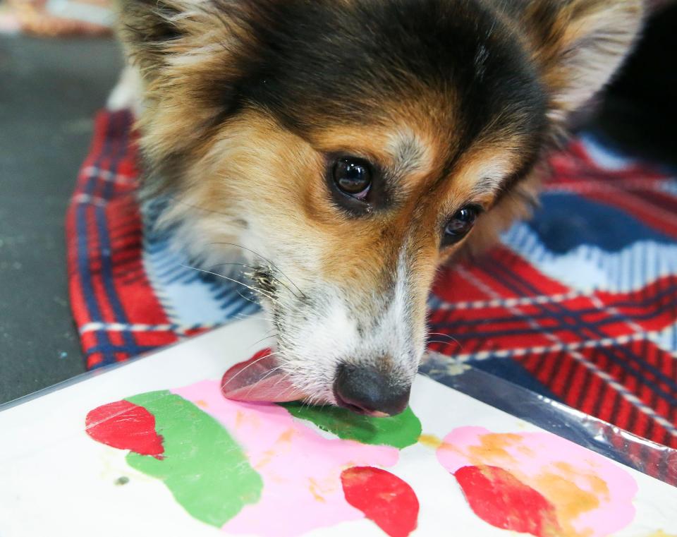 Ollie, a male corgi, creates a work of art, with the help of peanut butter, during the Humane Society of Vero Beach and Indian River County's Painting with your Pooch event, Saturday, July 22, 2023, at Pour Your Art Out Community Art Center and Cafe in Vero Beach. "The idea is to get the community together and share the love with a local business here in town," said Mary Catherine Morton, special events and communications specialist. "Thirty percent of the proceeds will be going to the Humane Society." Overcrowding has forced the shelter to stop accepting animals except in emergencies. The Humane Society typically holds 175 animals. Currently, it's housing more than 260 animals.