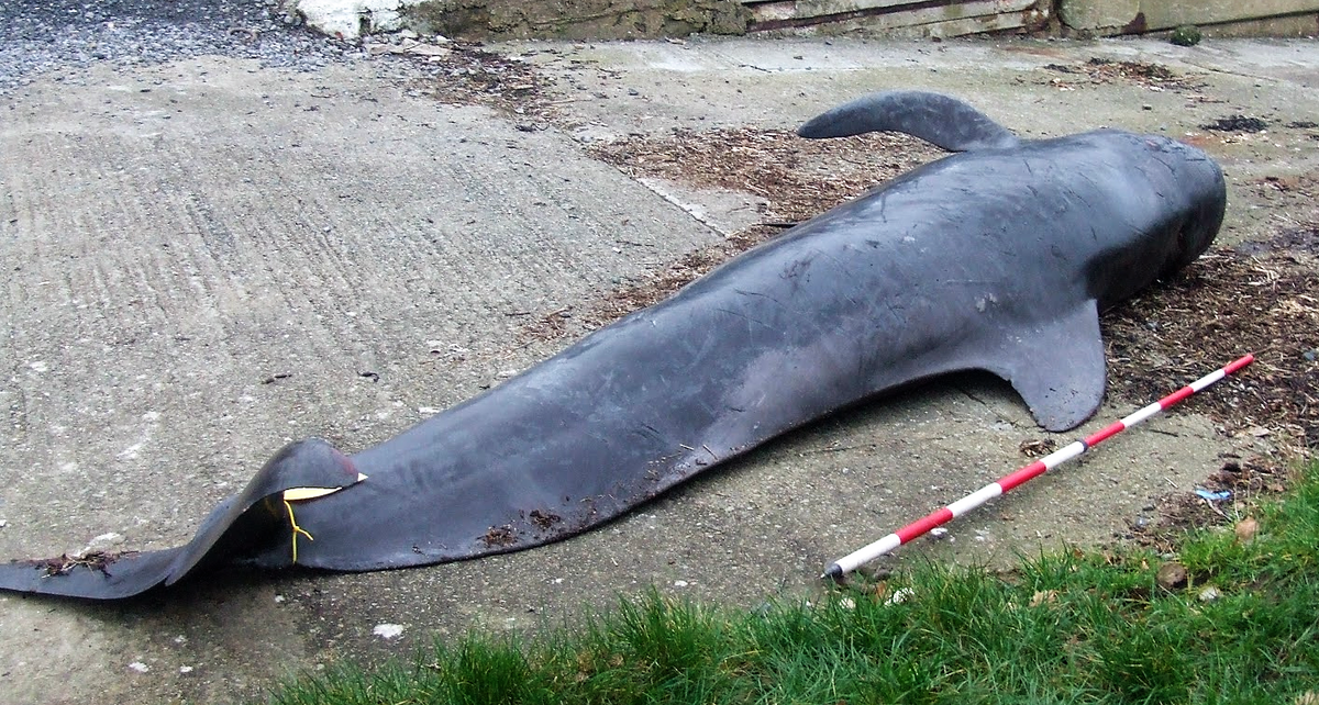 The whale stranded at Hazelbeach near Neyland in March 2012 (Nick O'Sullivan, Sea Trust Wales)