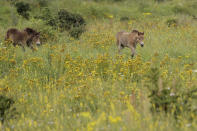 Wild horses roam through a meadow of flowers at a wildlife sanctuary in Milovice, Czech Republic, Friday, July 17, 2020. Wild horses, bison and other big-hoofed animals once roamed freely in much of Europe. Now they are transforming a former military base outside the Czech capital in an ambitious project to improve biodiversity. Where occupying Soviet troops once held exercises, massive bovines called tauros and other heavy beasts now munch on the invasive plants that took over the base years ago. (AP Photo/Petr David Josek)