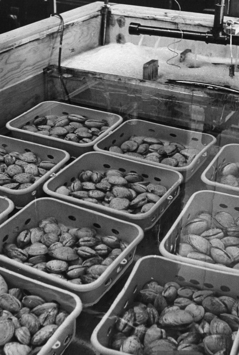 A November 1963 file photo shows baskets of quahogs taken from polluted areas of Bristol Harbor soaking in a tank at the old state armory in Bristol. Water from the same area is recirculated through the baskets after being cleaned and recleaned of harmful bacteria.