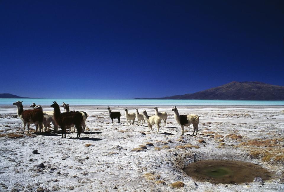 <p>A herd of llamas on the shores of Coipasa Lake, Bolivia // February 9, 2017</p>