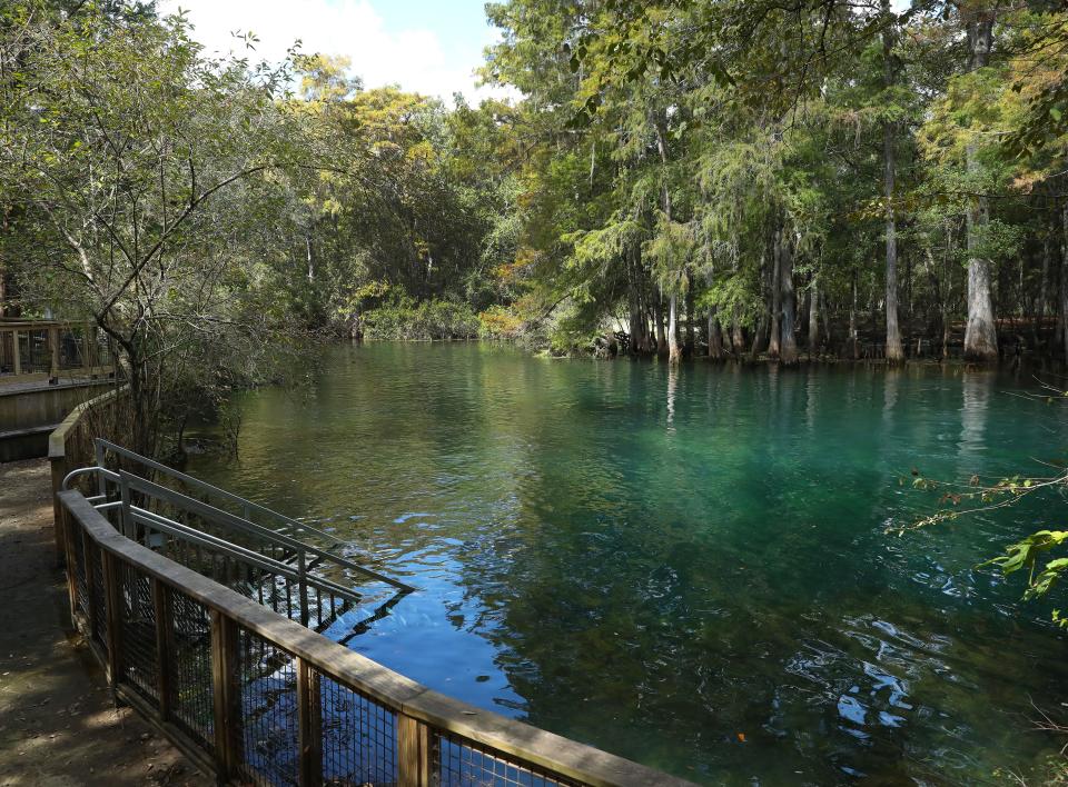 Manatee Springs in Chiefland is the largest single spring flowing into the Suwannee River