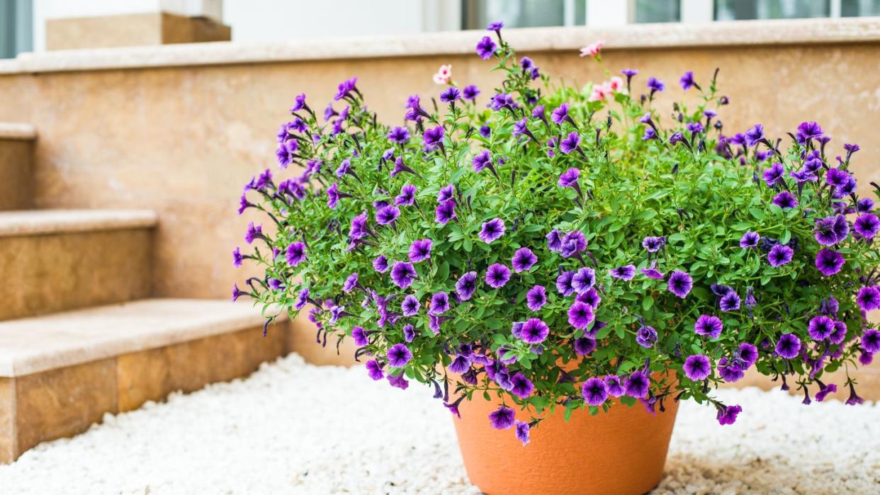 outdoor plants for patio