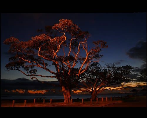 This flaming fig tree is illuminated by the sun as it begins to rise. (Photo: frog n fries/environmentalgraffiti.com)