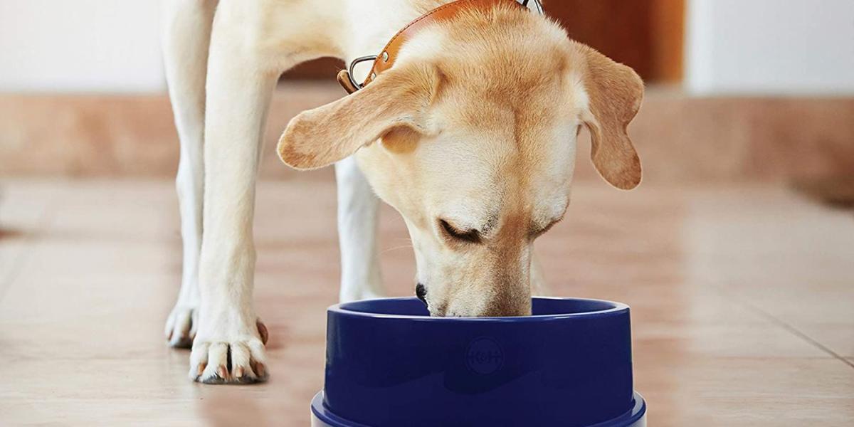 This Pet Bowl Will Keep Your Dog's Water Cool for 15 Hours, So