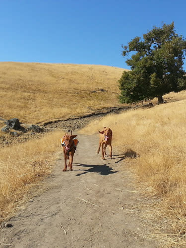 California: Sunol Regional Wilderness