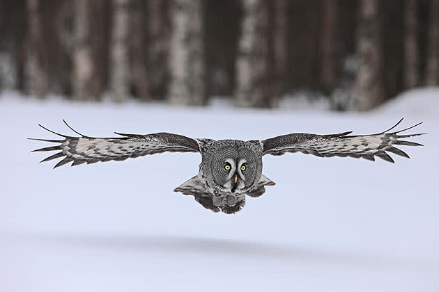 <b>Frozen Planet, BBC One, Wed, 9pm</b><br><b> Episode 1</b><br><br>Great grey owl in flight. One of the largest owls in the world with a wingspan of between four to five feet; it is often referred to as the Great Grey Ghost or Phantom of the North as it is so reclusive. Unlike dark-eyed nocturnal owls, it has distinctive piercing eyes, which may be an adaptation to hunting by day.