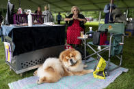 Quinn, a chow chow, who won the top prize in his breed group, rests in front of a fan after judging at the 145th Annual Westminster Kennel Club Dog Show, Saturday, June 12, 2021, in Tarrytown, N.Y. (AP Photo/John Minchillo)