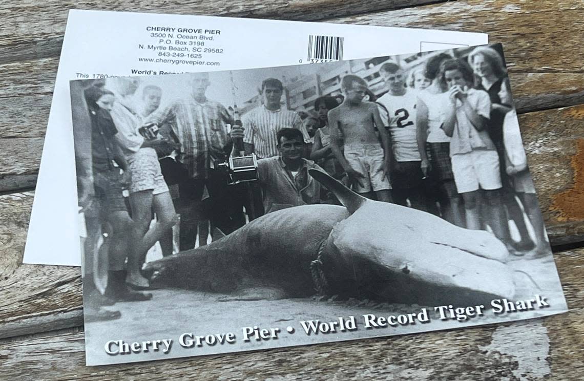 Postcards showing the picture of fisherman Walter Maxwell and his 1,780 world record tiger shark are sold on the Cherry Grove Pier, the site of his 1964 catch. Sept. 6, 2022.