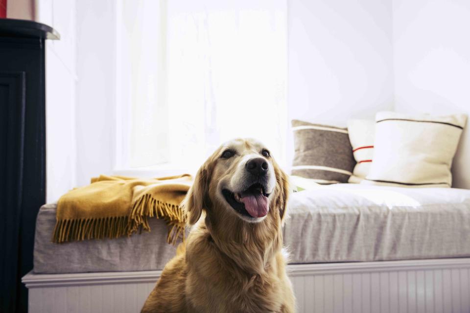 <p>The Good Brigade / Getty Images</p> A golden retriever in front of a sunny window. 