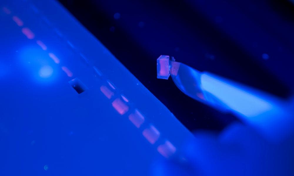 Plant genes under ultraviolet light. New gene editing techniques can be used to remove or alter specific parts of a plant’s genetic code.