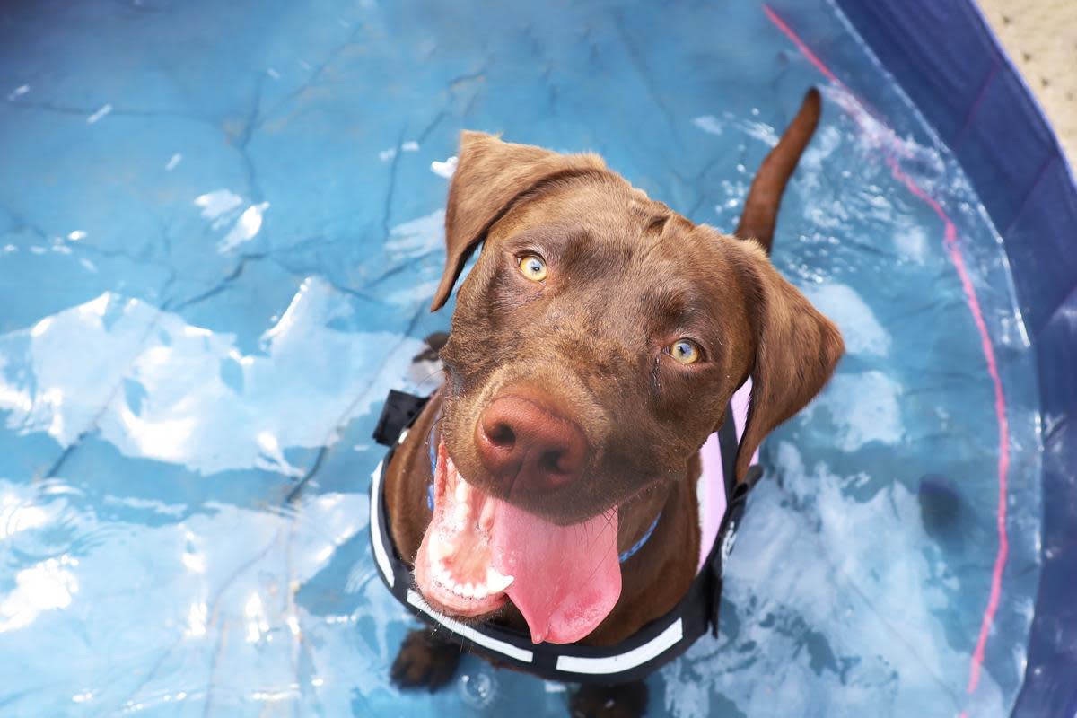 Cooling down - Loki the Lab in a paddling pool <i>(Image: Dogs Trust)</i>