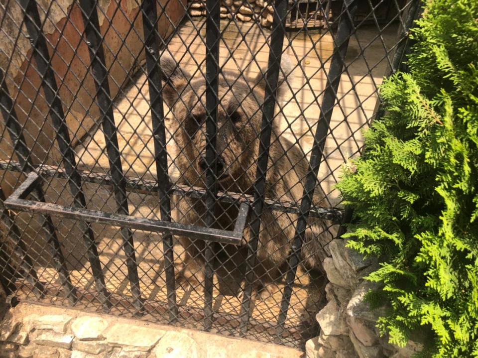 A Canadian brown bear looks out from his cage in Lebanon's Animal City zoo.