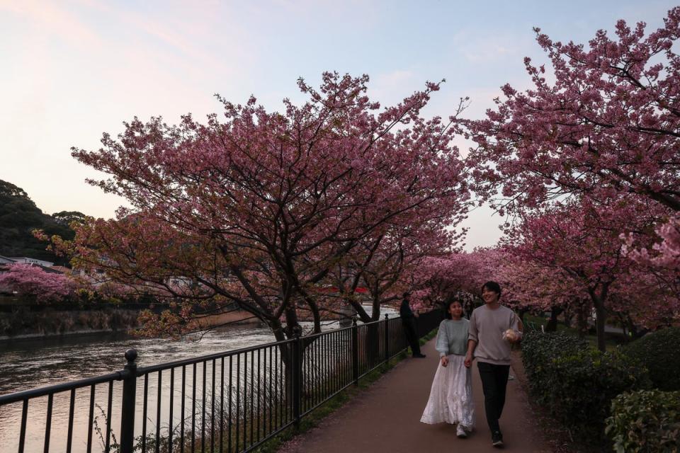 People walk under the bloom Kawazu zakura cherry trees on 20 February 2024 in Kawazu, Japan (Getty Images)