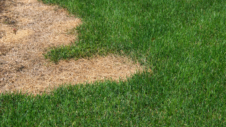 A green lawn infiltrated by a large patch brown dead grass