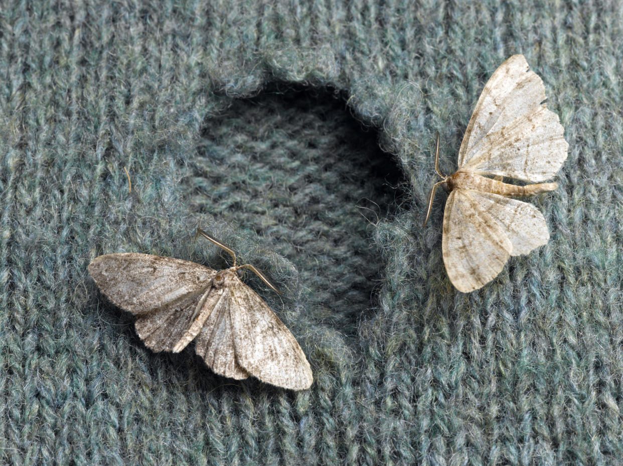 Carpet moths are wreaking havoc on the nation's clothes (Getty Images)