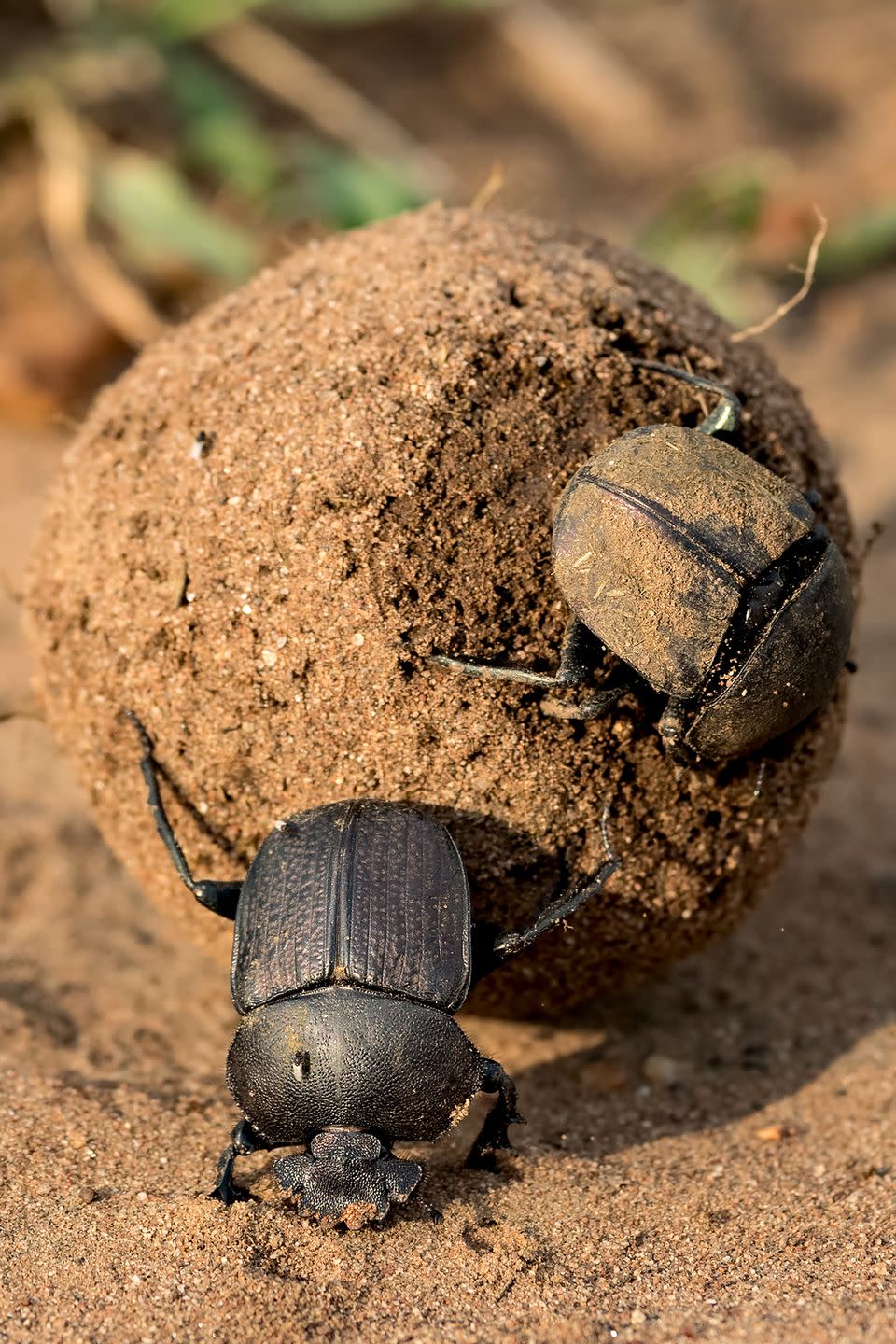 <p>The dung beetle has been deemed the strongest insect on Earth. They’re able to push balls of fresh animal poop (hence their namesake) that weigh more than 200 times their body weight. Researchers documented one individual dung beetle that was pushing a ball that was 1,141 times his body weight, the equivalent of a 150-pound person moving a whopping 80 tons.</p>