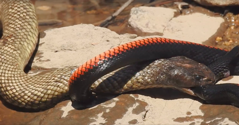 Jenny Hillman stumbled across the epic battle on her Queensland property. Source: Facebook/Jenny Hillman