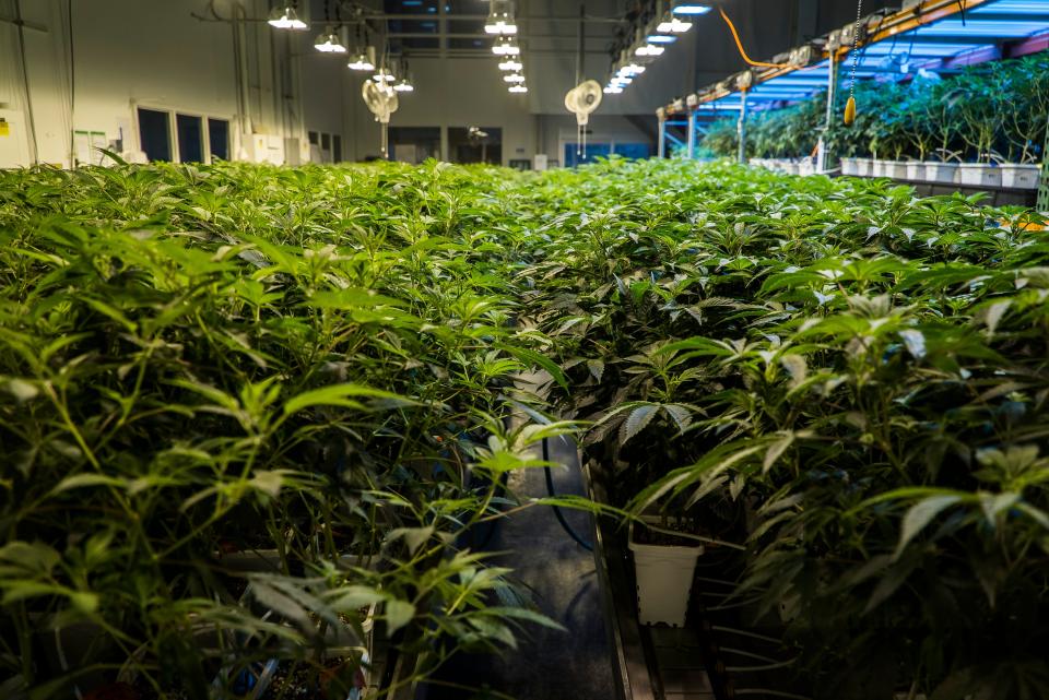 Marijuana plants grow at CVD Inc. in Milton, Vt.