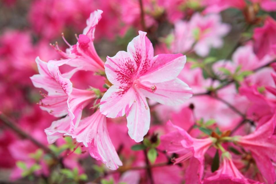 Blooming Azalea plants