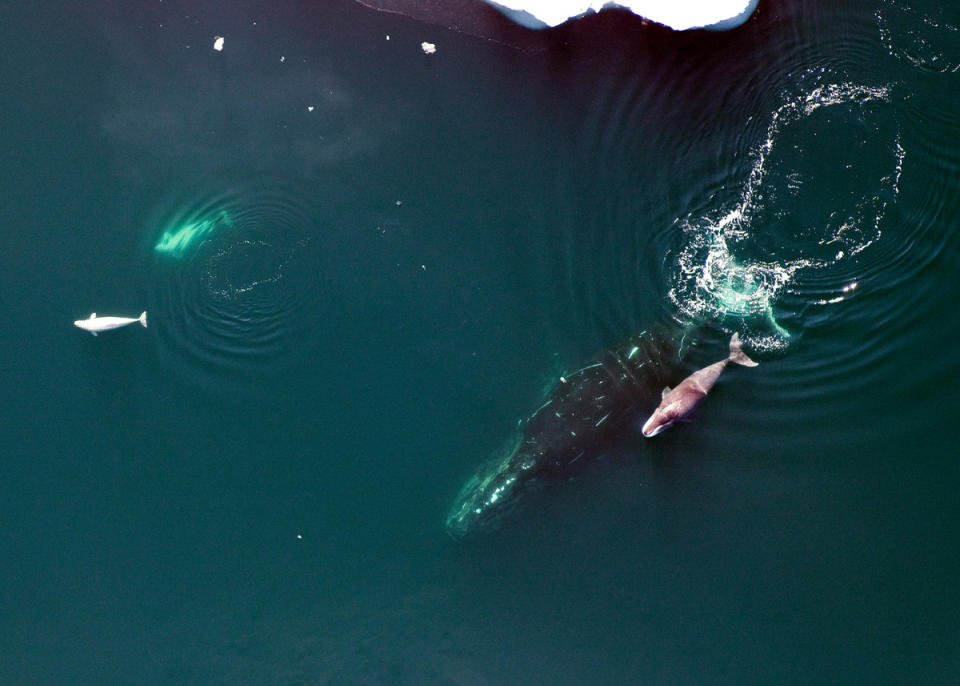 親子弓頭鯨（右）悠游在北極海域中，左邊則是白鯨。