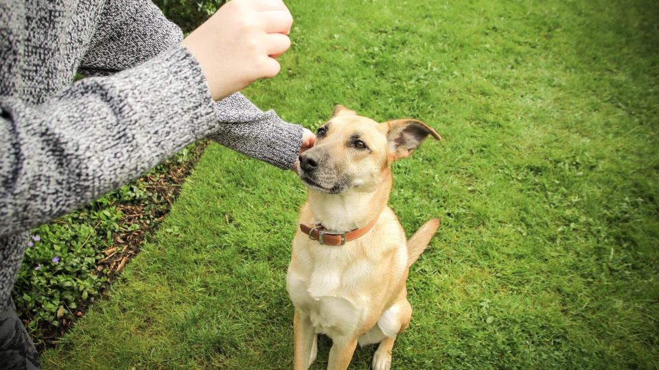 Dog being given a treat — tips for training your dog