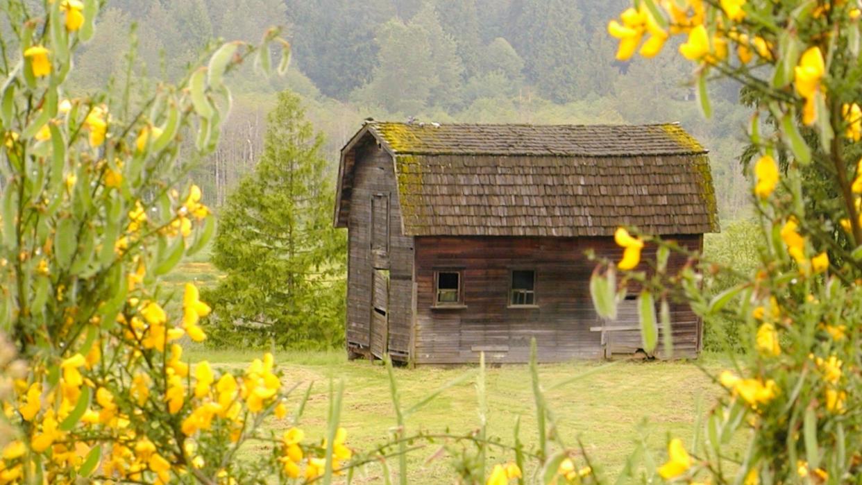 Photographed in Bothell, Washington on a misty spring morning in 2002.