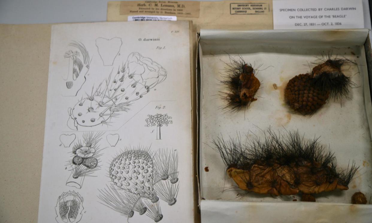 <span>Opuntia Cacti specimens collected by Darwin in the Galapagos, next to illustrations of the plants drawn by his friend, John Stevens Henslow.</span><span>Photograph: Jessica Keating / University of Cambridge</span>