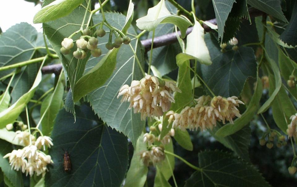 Around June, American linden produces extremely fragrant cream-colored blooms that attract pollinators.