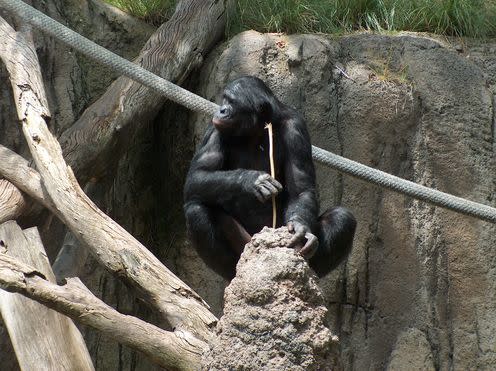 <span class="caption">Bonobo fishing for termites with a stick.</span> <span class="attribution"><span class="source">Mike R/wikipedia</span>, <a class="link " href="http://creativecommons.org/licenses/by-sa/4.0/" rel="nofollow noopener" target="_blank" data-ylk="slk:CC BY-SA;elm:context_link;itc:0;sec:content-canvas">CC BY-SA</a></span>