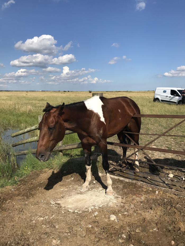 Stallion stuck halfway on a gate.