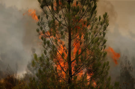 A pine burns at a forest fire next to the village of Castelo, Portugal, July 26, 2017. REUTERS/Rafael Marchante