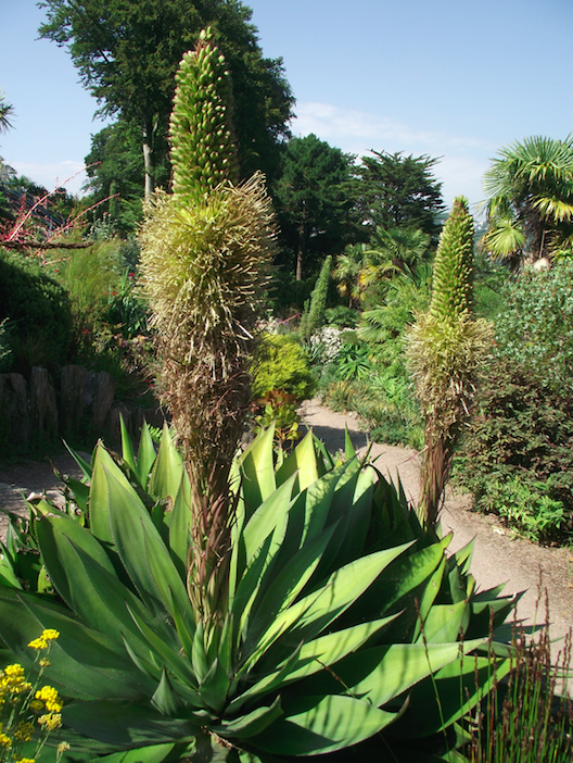 <em>The plant is currently blooming at the National Trust’s Overbeck’s house and gardens (PA)</em>