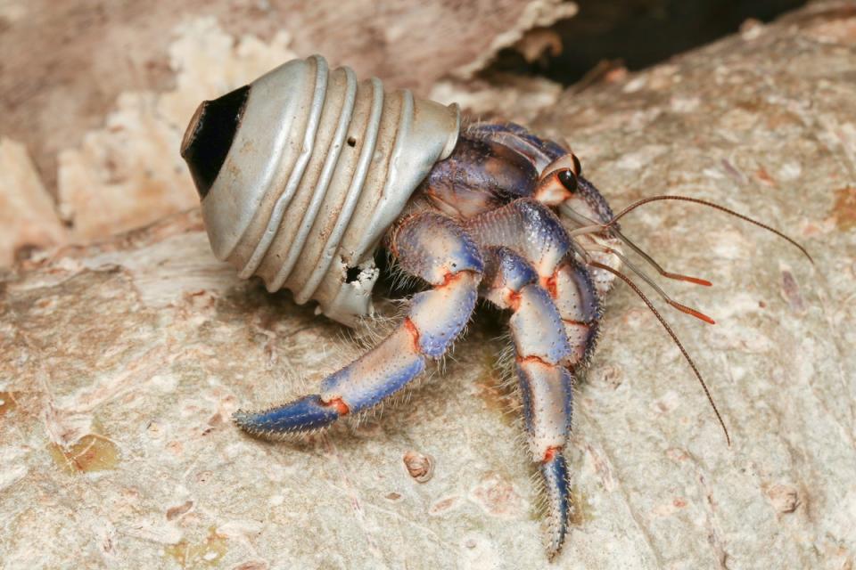 The researhers found a total of 386 Hermit crabs using artificial shells - mainly plastic caps. (Shawn Miller)