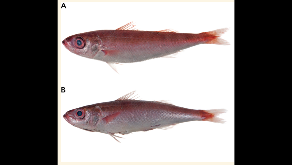 The new species of redbait was named for protrusions on its body, researchers said. Girard, Santos and Bemis via ZooKeys