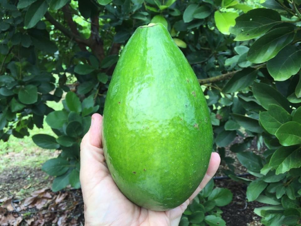 Person holding large light green Catalina avocado fruit.