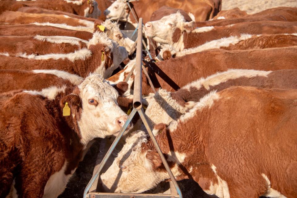 People often overlook the climate impact of dairy products, most of which come from cows. (Photo: Searsie via Getty Images)