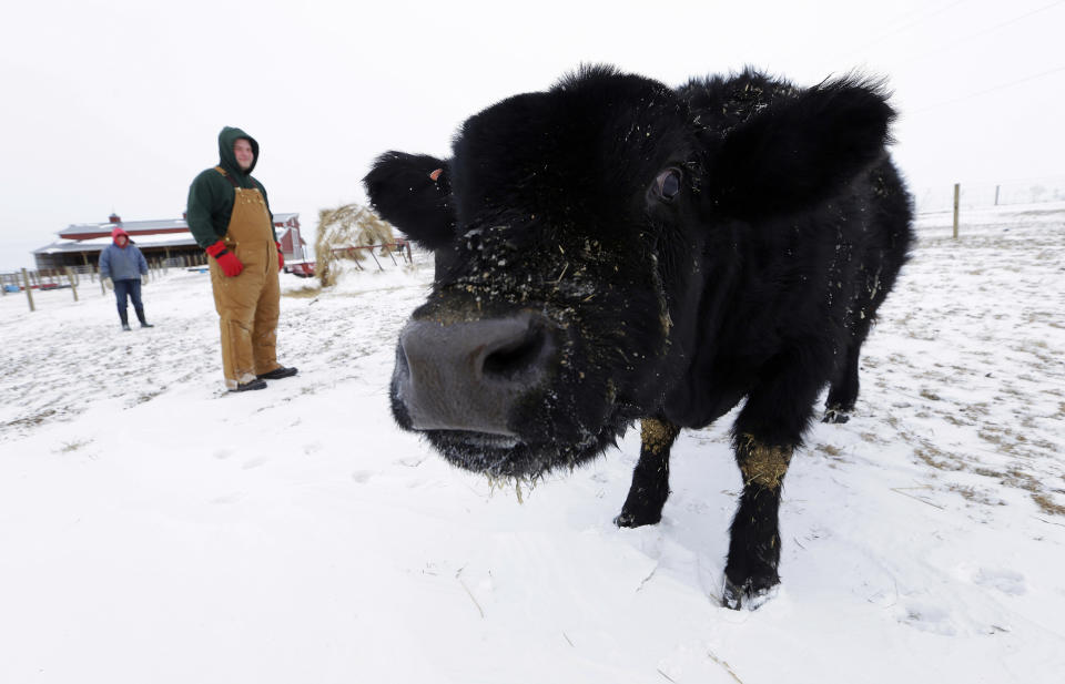 Isabella Graff, left, and her brother Zadok Graff, check on the family's beef cattle on the Bill Graff Farm, Tuesday, Jan. 7, 2014, in Middletown, Ill. Farm animals can withstand frigid outside temperatures if they're cared for properly with food, water and shelter. (AP Photo/Seth Perlman)