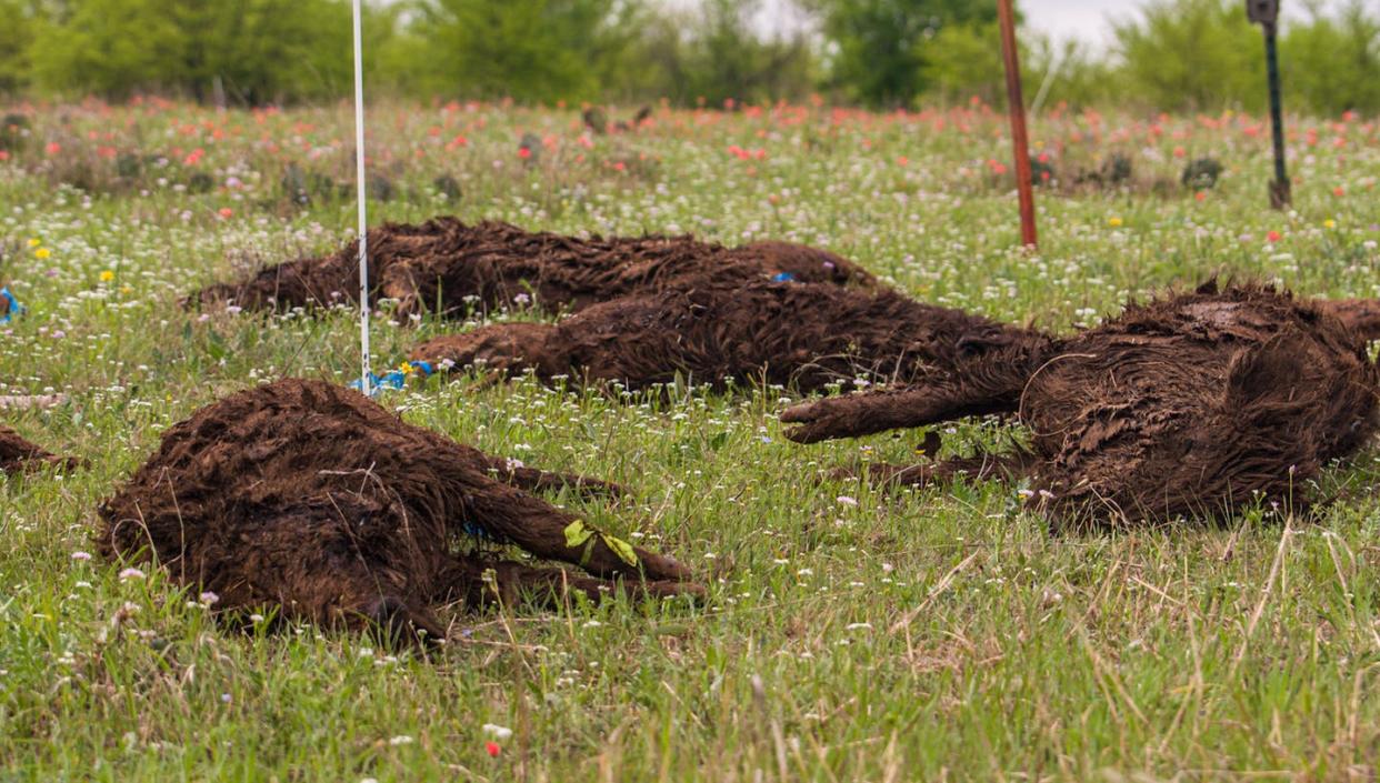 <span class="caption">To understand the effects of a big die-off, researchers set up experiments with wild boar carcasses.</span> <span class="attribution"><span class="source">Brandon Barton, Mississippi State University</span>, <a class="link " href="http://creativecommons.org/licenses/by-nd/4.0/" rel="nofollow noopener" target="_blank" data-ylk="slk:CC BY-ND;elm:context_link;itc:0;sec:content-canvas">CC BY-ND</a></span>