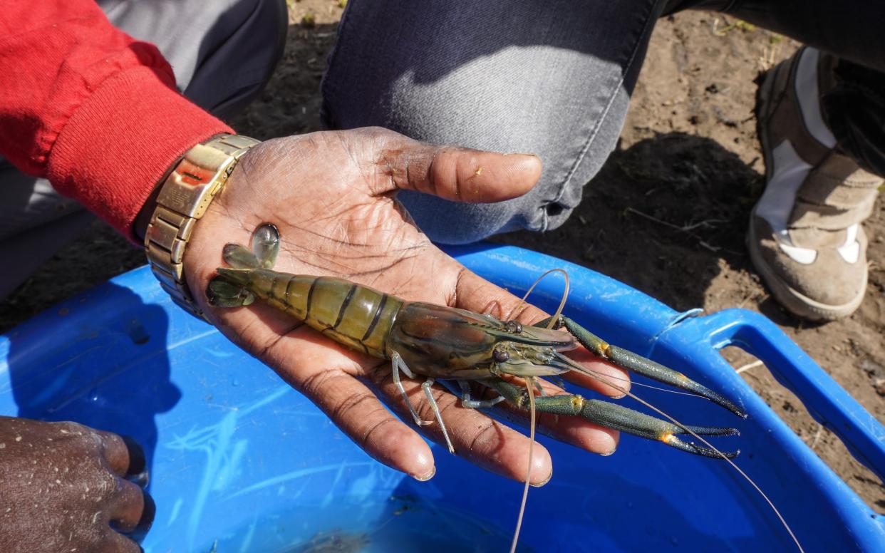 The African river prawn could fight poverty and a tropical disease - Hilary Duff/The Planetary Health Alliance