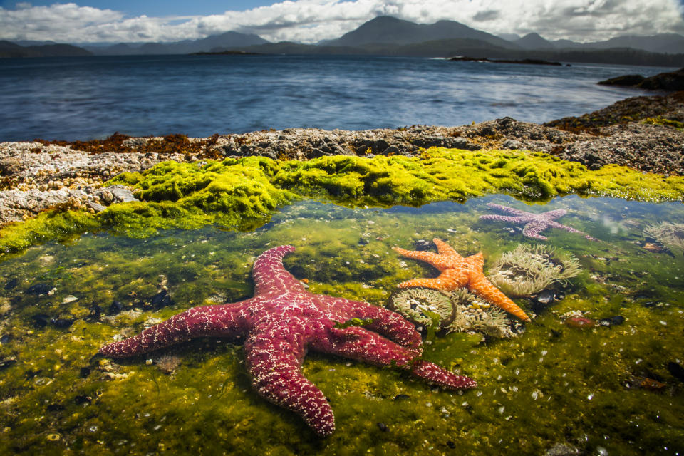 Ochre starfish are the main predators of limpets in rock pools at Vancouver Island, British Columbia, Canada. But the limpets are known to fight back. (Photo: Paul Williams/BBC)